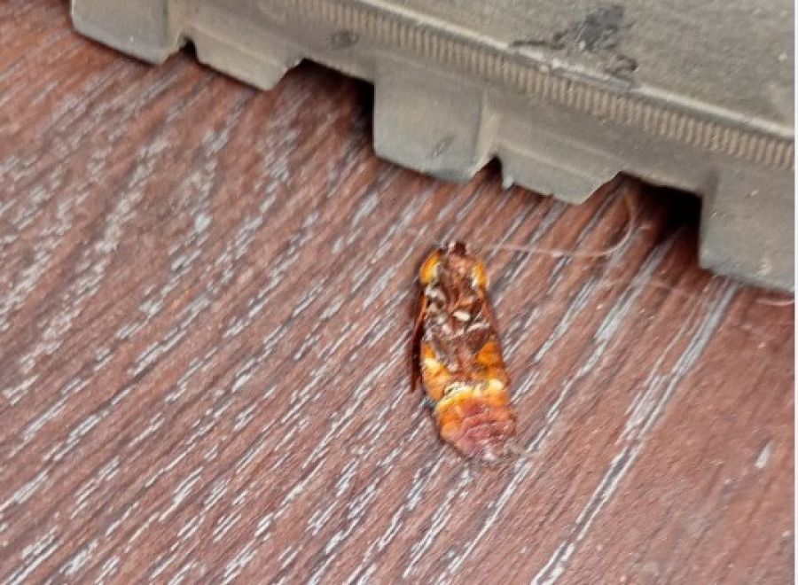 Американский таракан на балконе жилого дома