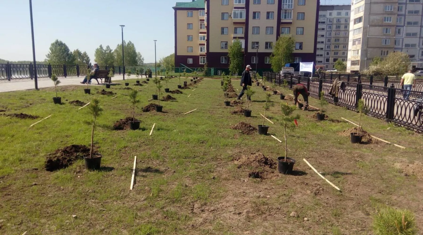 Высадка кедров на набережной Зеленого Клина