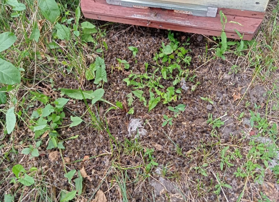 Погибшие пчелы рядом с ульями.