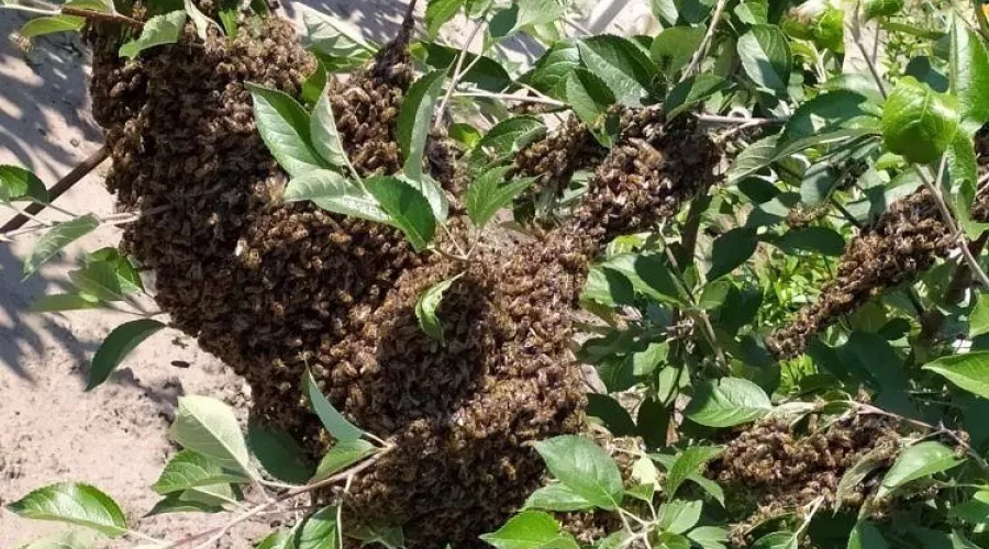 Свободные рои пчел передвигаются по Алтайскому краю