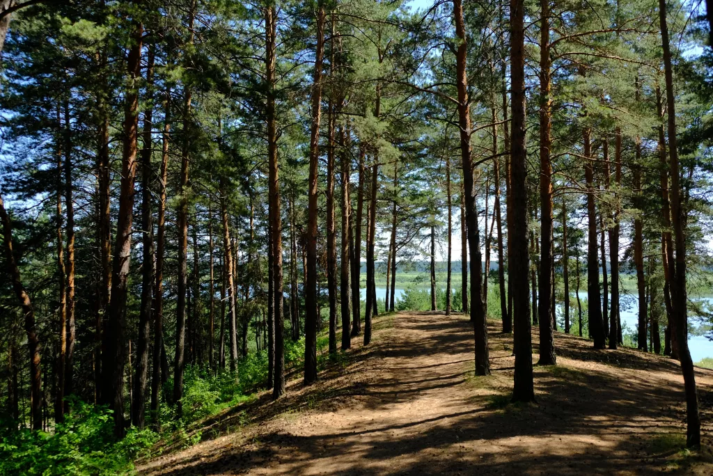 Хвойные и немного берез: в Бийске на 10 лет продлили аренду городских лесов - Информационный портал "Бийский рабочий", 05.11.2025