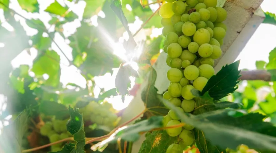 Кусочек лета: вкусные виноградные рецепты на зиму