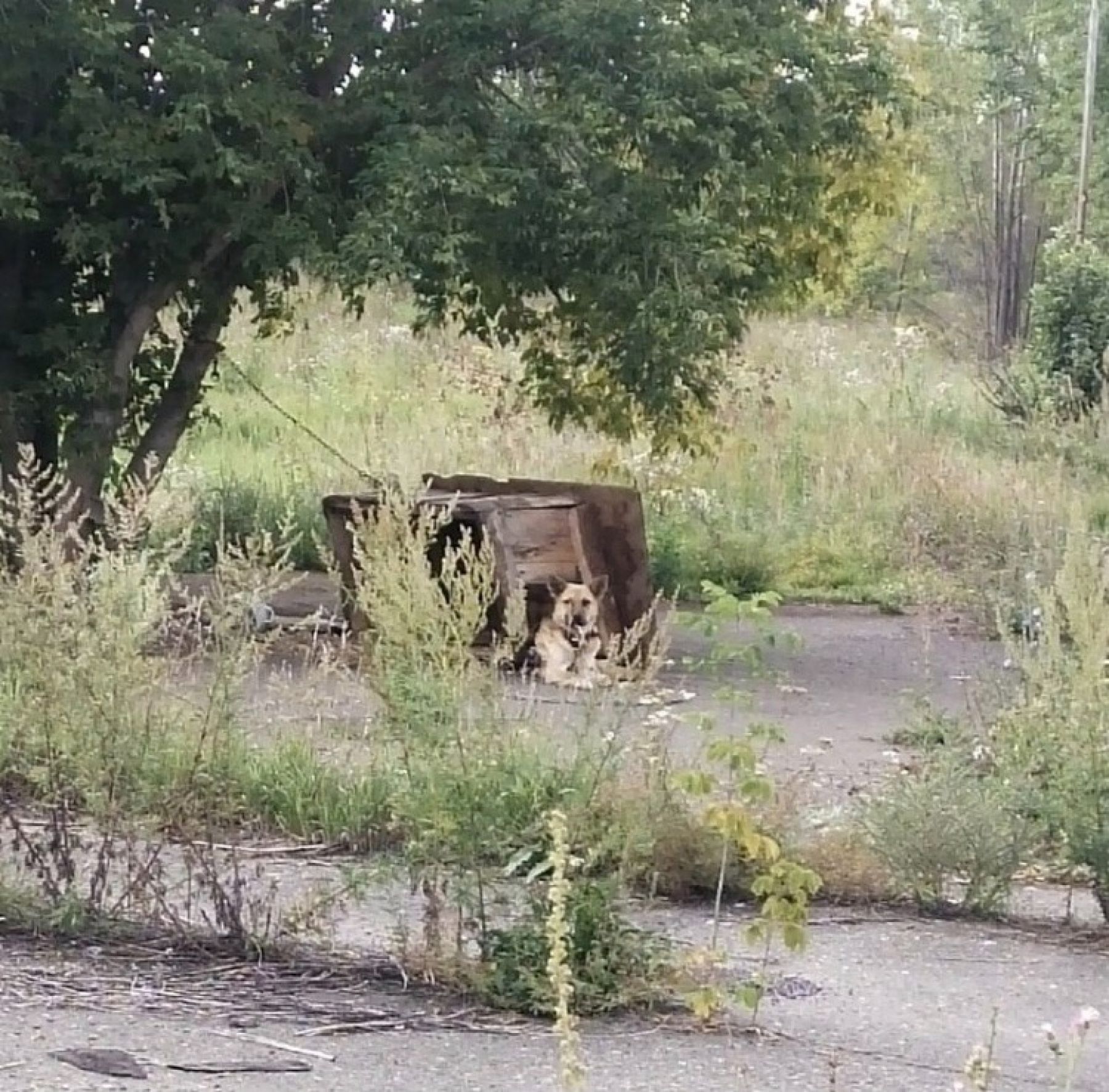 Собака. Аэропорт. Бийск.