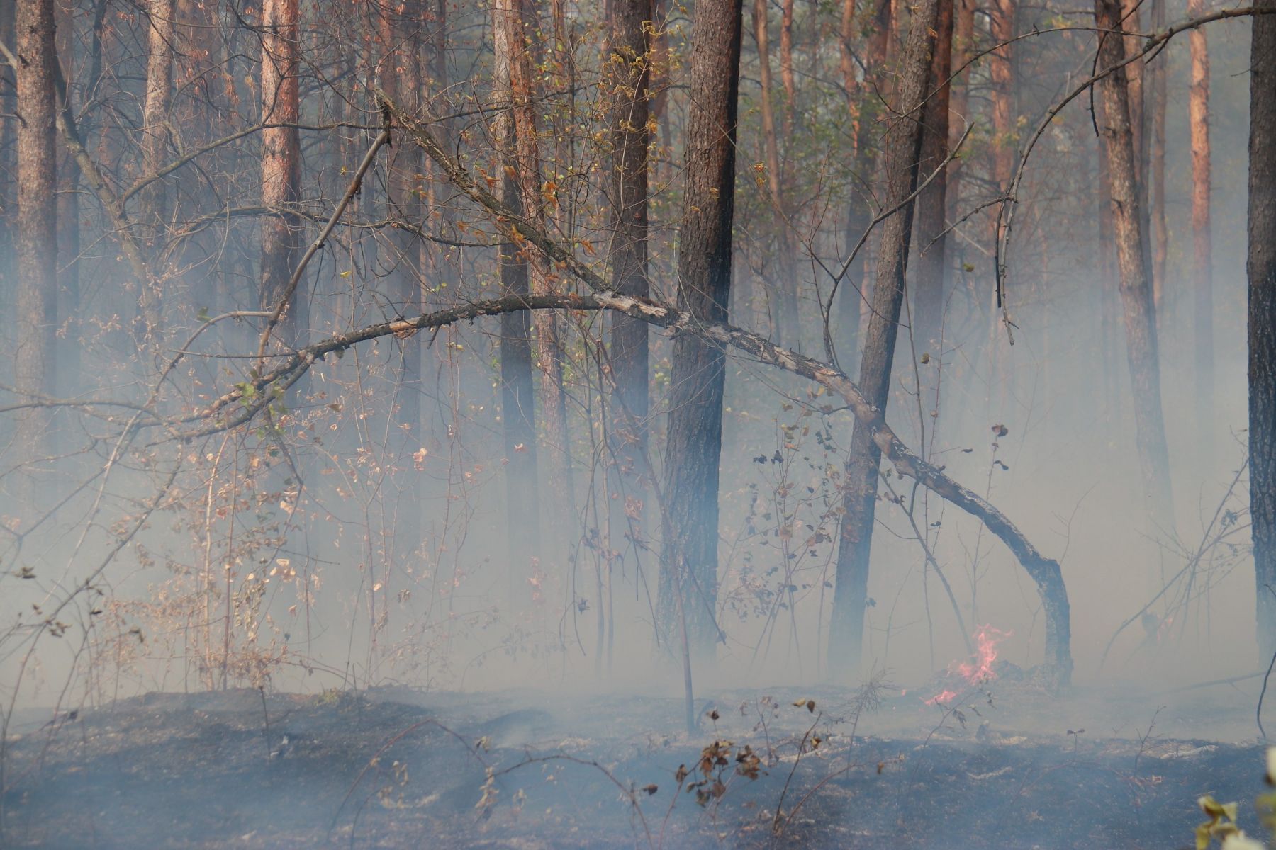 Лесной пожар в Бийске