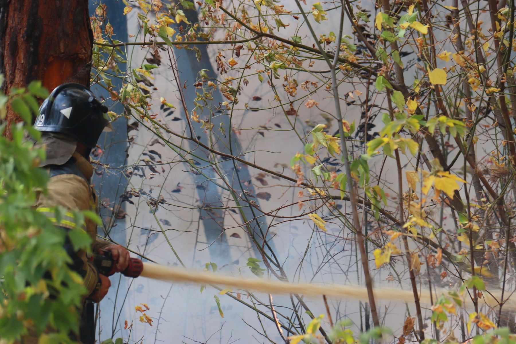 Лесной пожар в Бийске