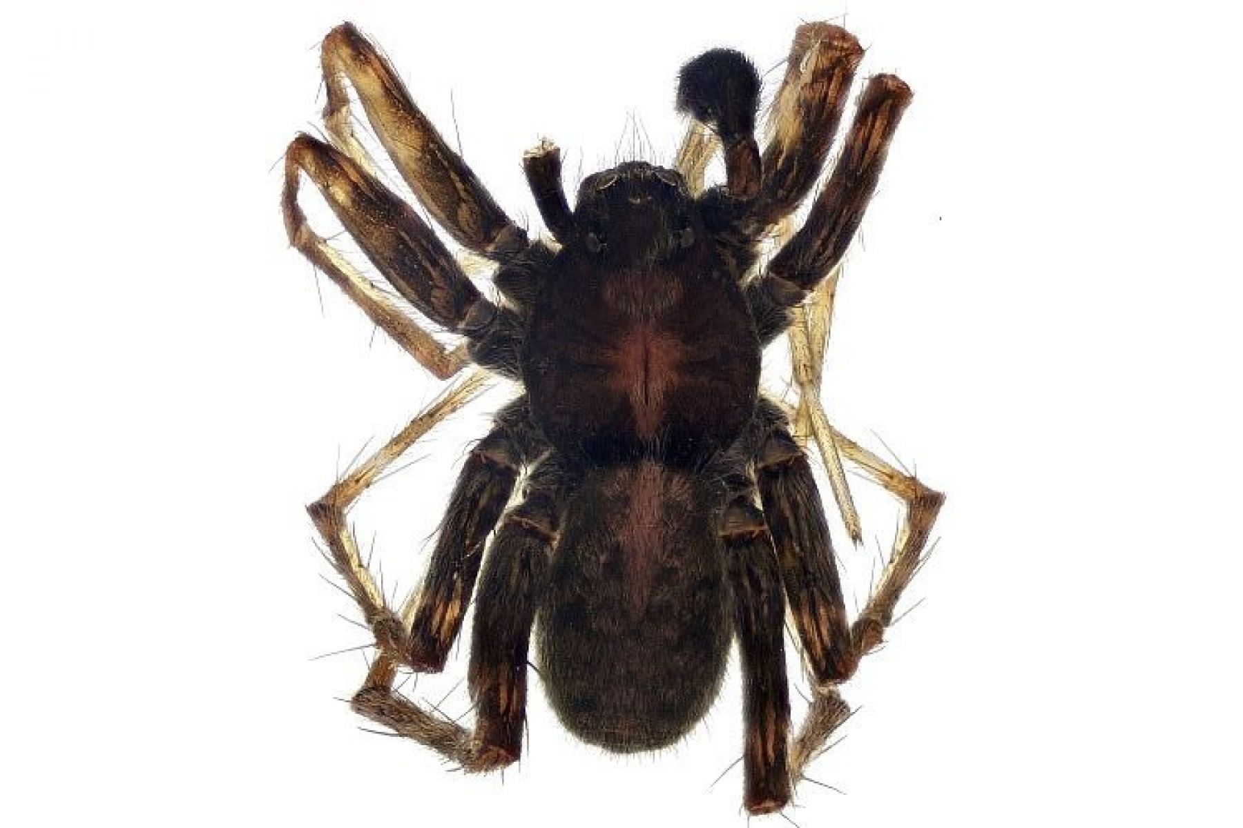 Pardosa ogudovi 