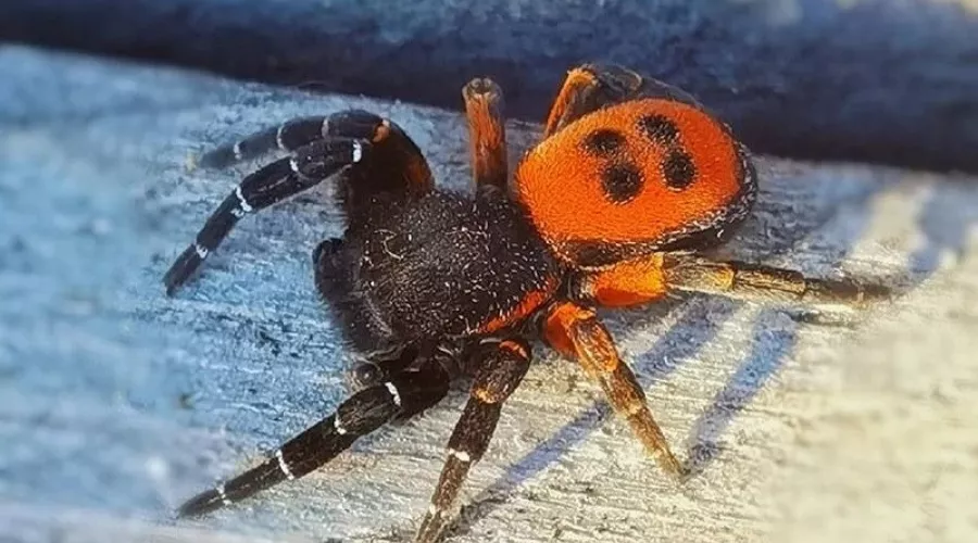 Страшно красивый: на Алтае обнаружили нового ядовитого паука