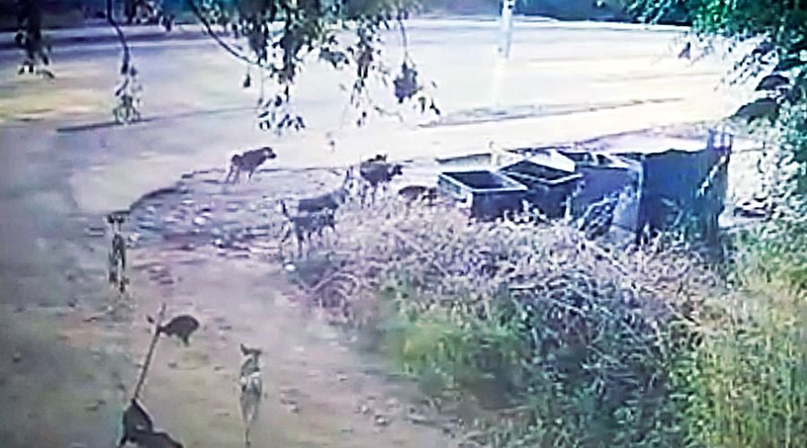 Стая из 13 собак запугала жителей района переезда в Бийске