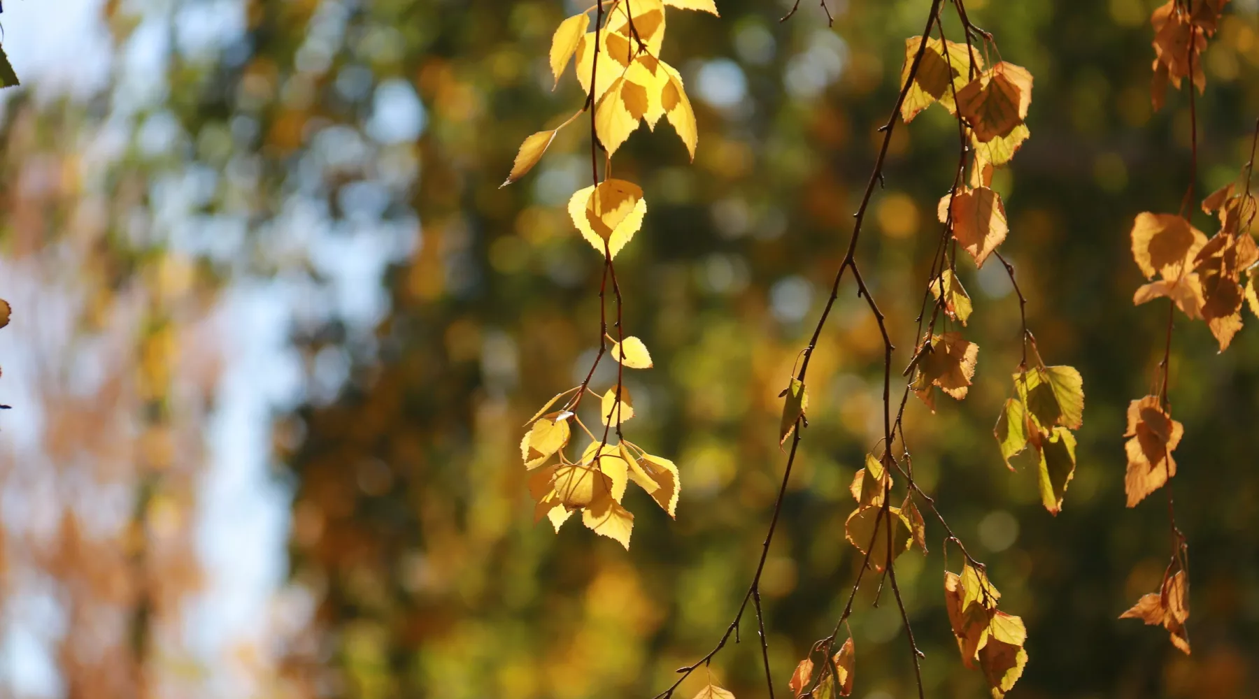 Город. Люди. Осень.