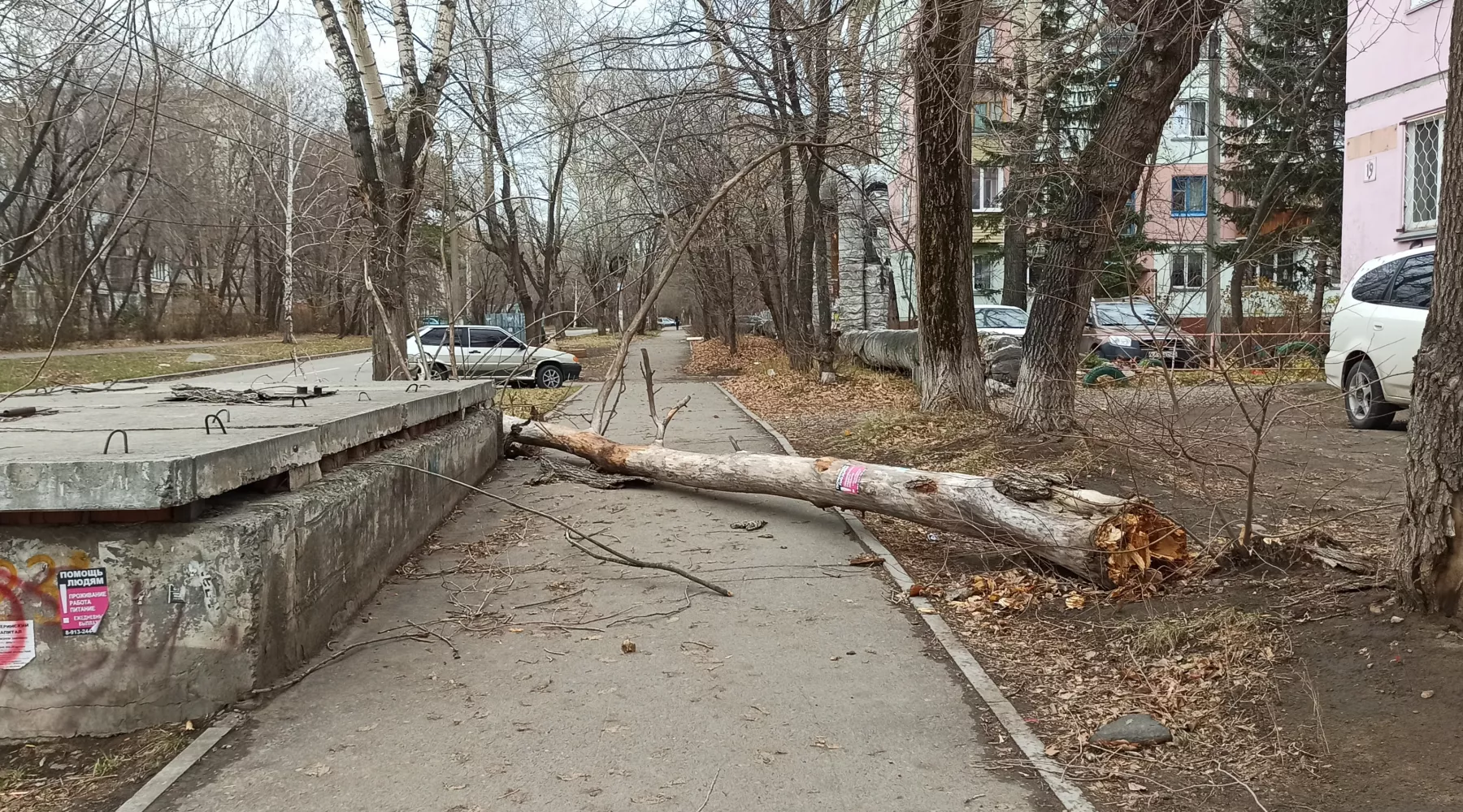 Дерево упало от ветра на квартале АБ