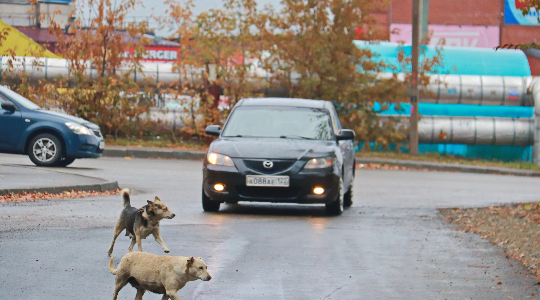 Собаки. Осень.