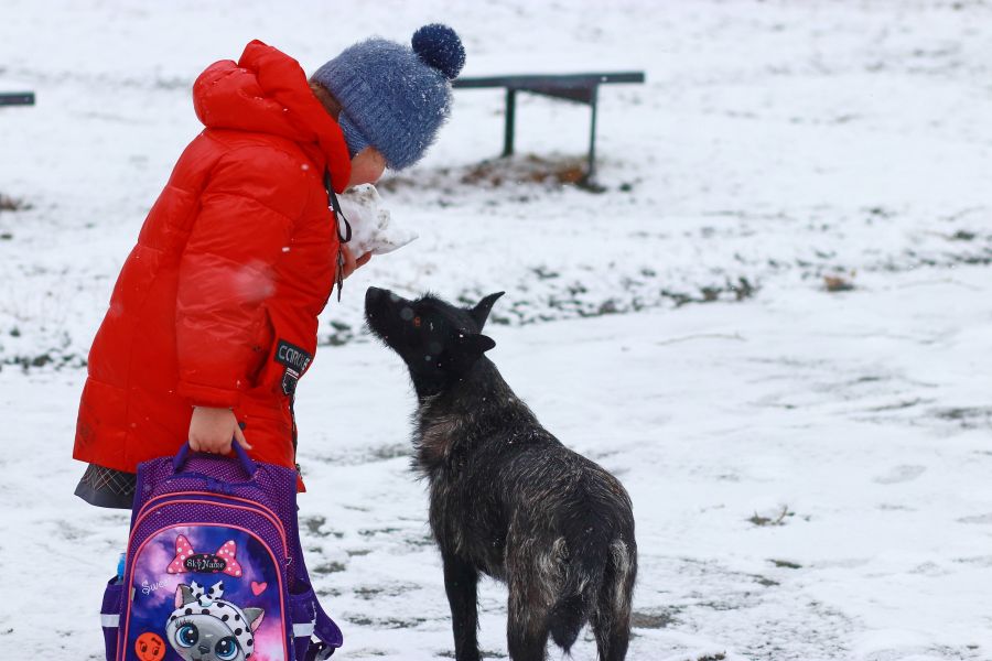 Минувшей зимой было особенно много жалоб на бродячих собак