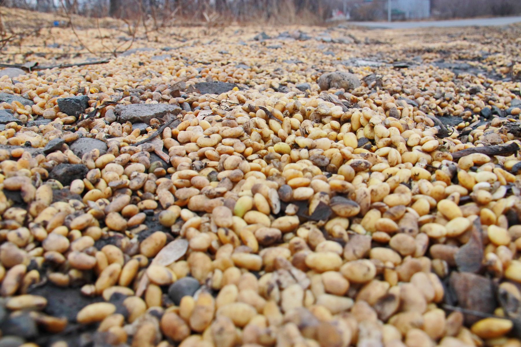 Соя на обочине