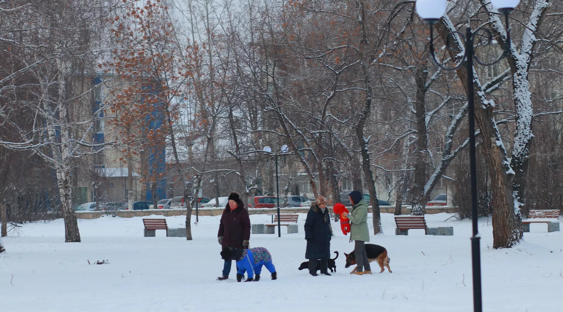 Зима. Снег. Собаки.