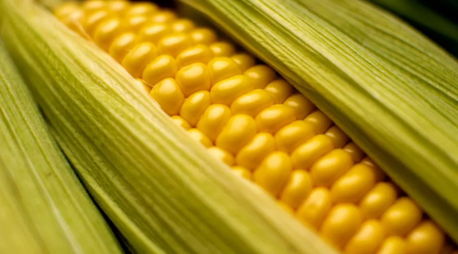 Опасную кукуруза после случаев отравления изъяли с прилавков
