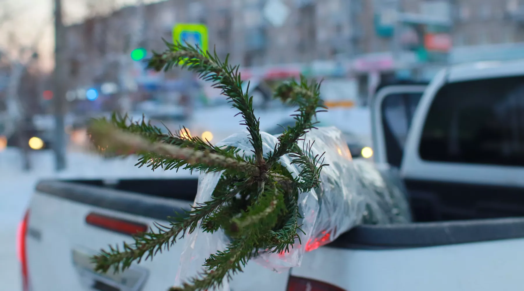 Елочный базар в Бийске