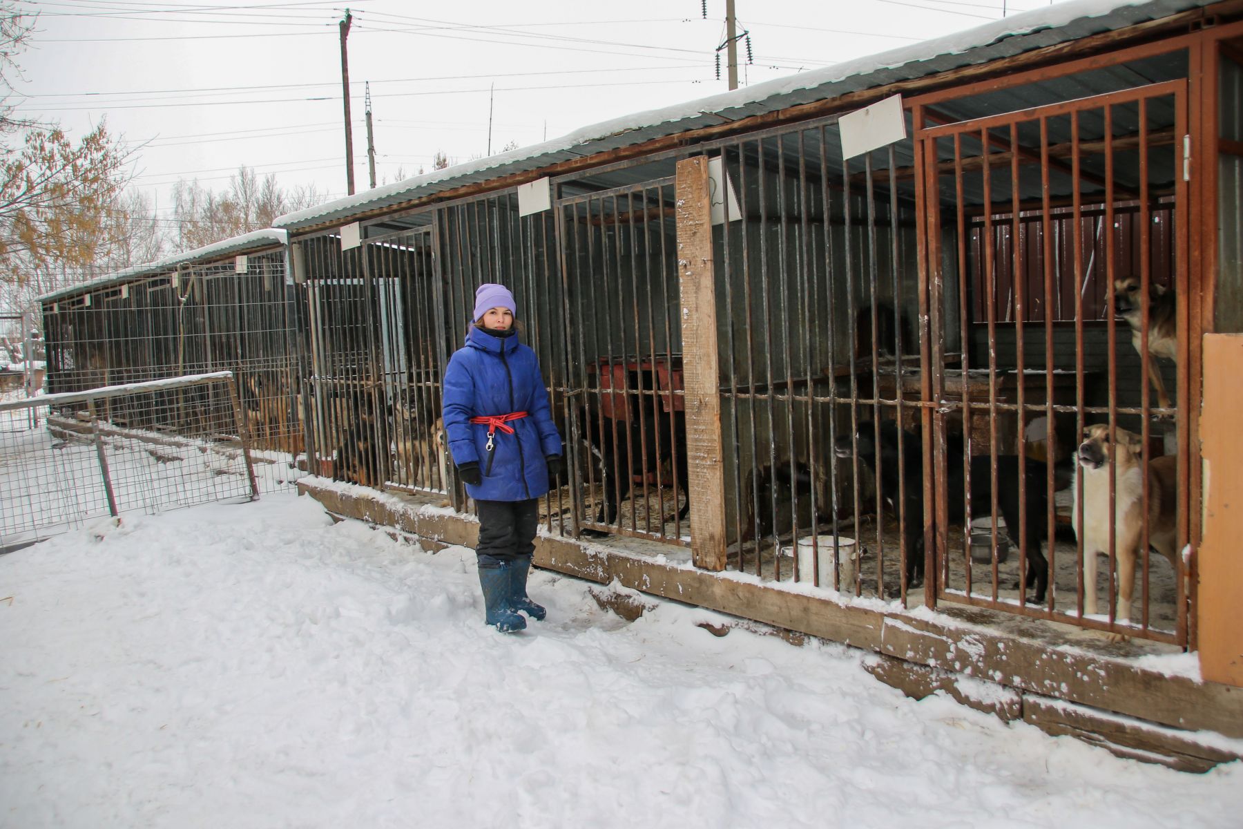 В приюте "Ласка".