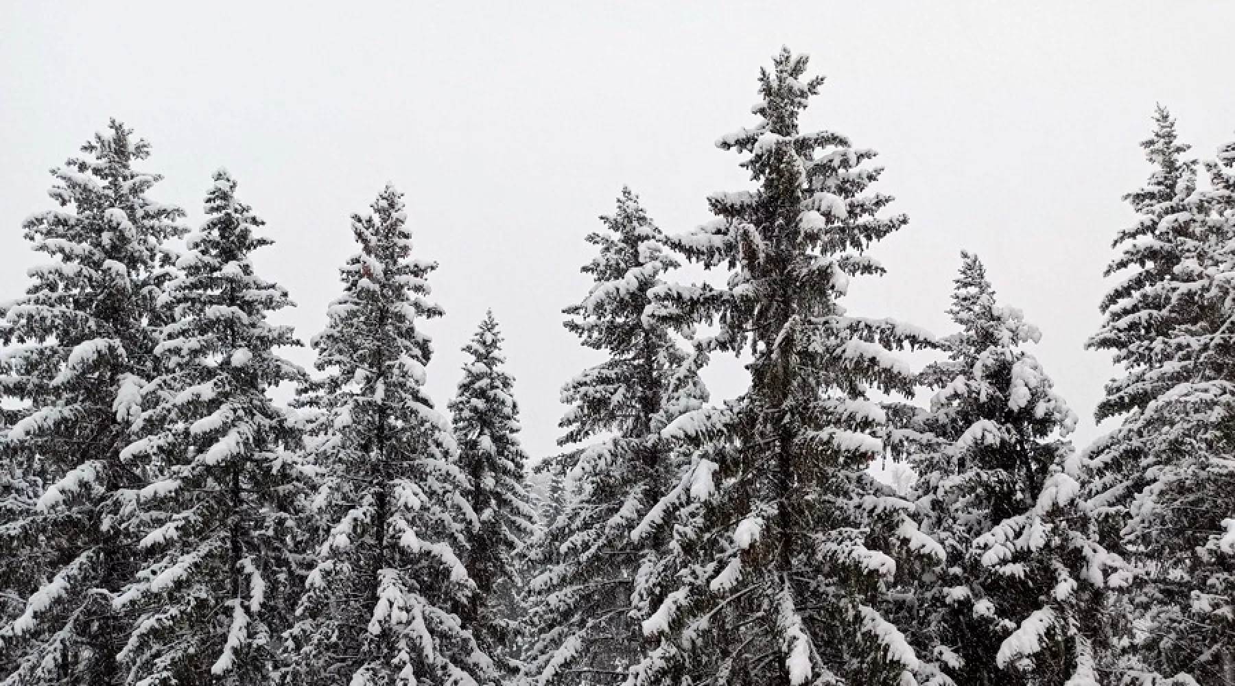 Бийск завалило снегом