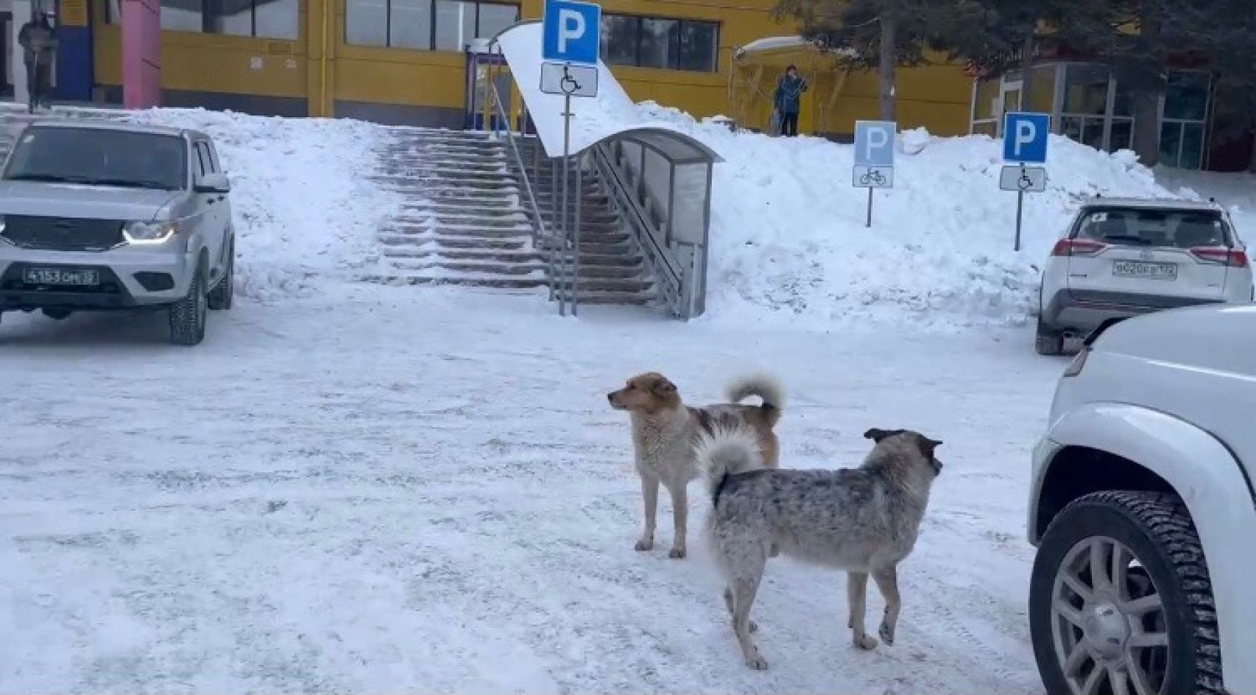 Бродячие собаки у СК Заря