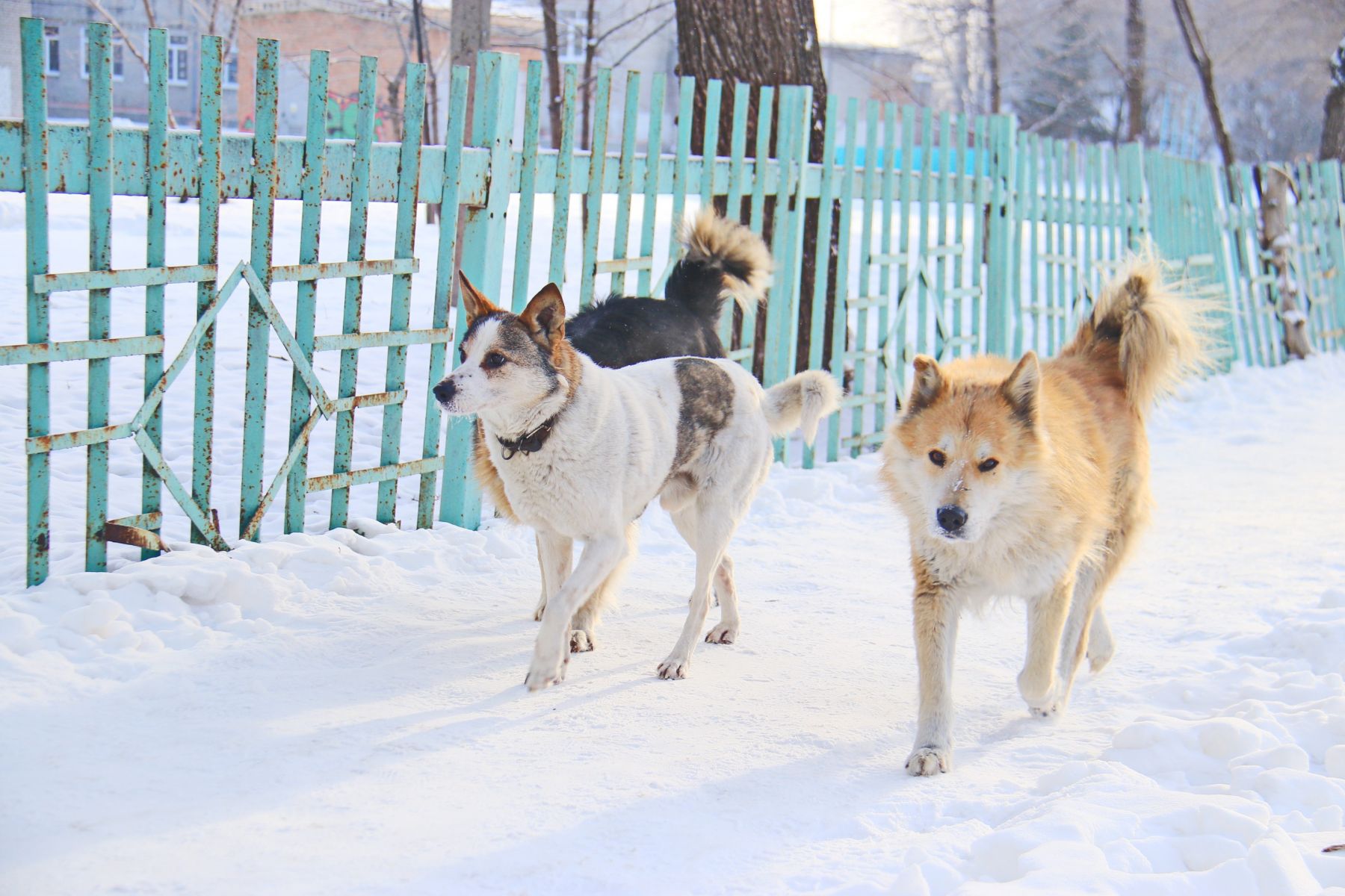 Собаки. Дети. 