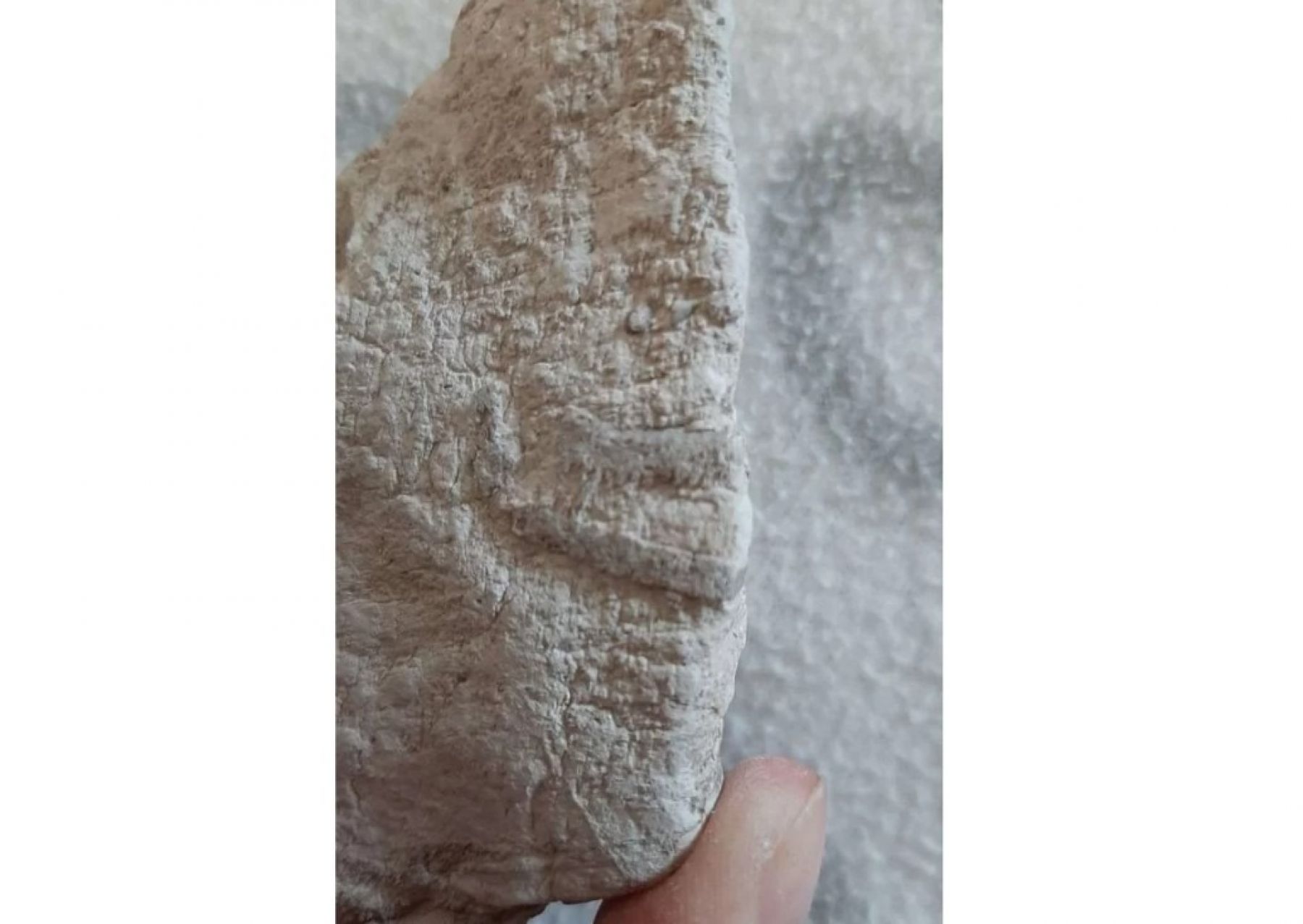 Камень со скелетами морских лилий.