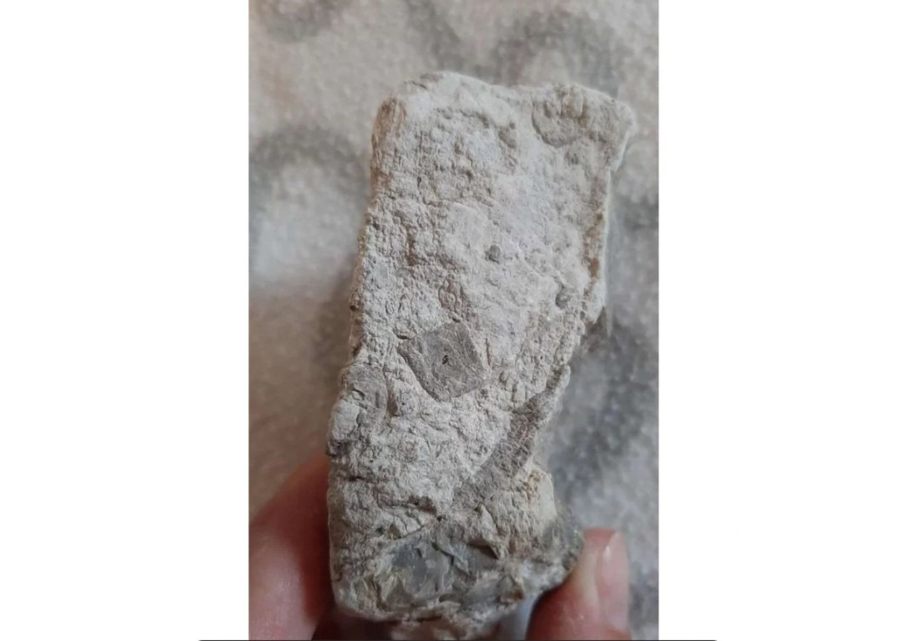 Камень со скелетами морских лилий.