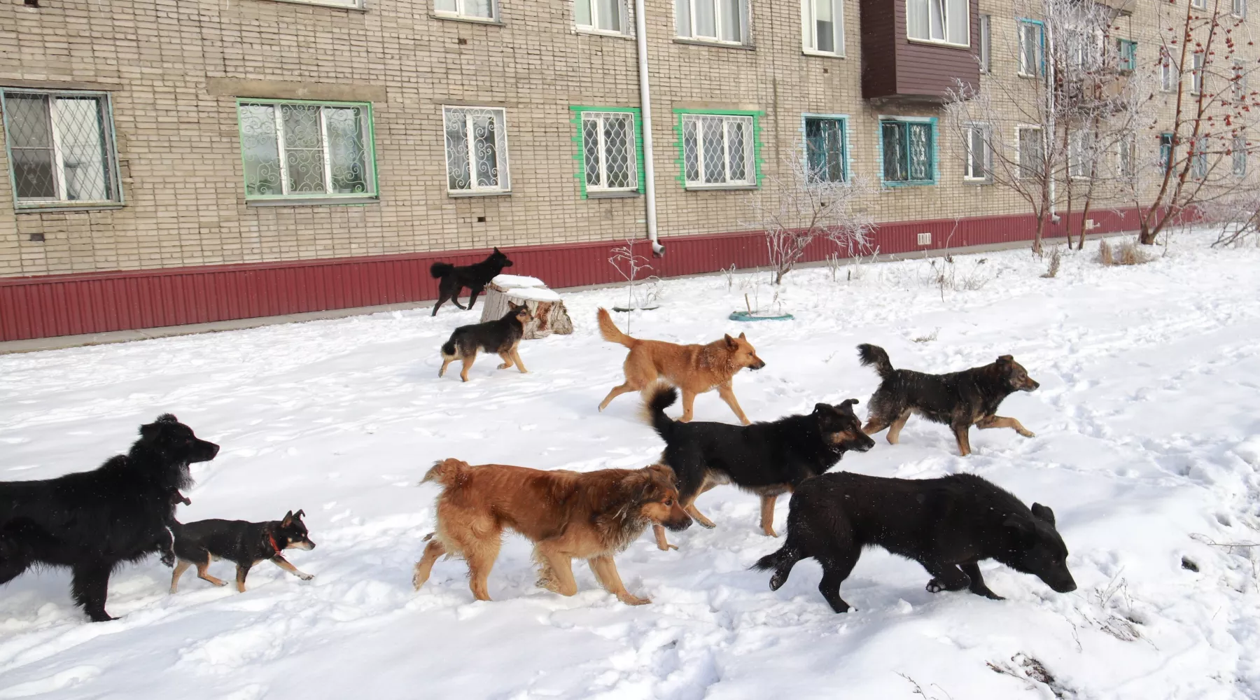 Очень злые собаки