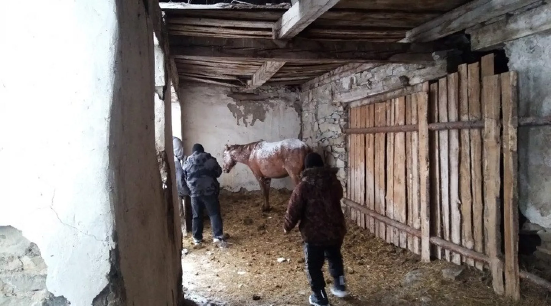 Пострадавшая в ДТП лошадь