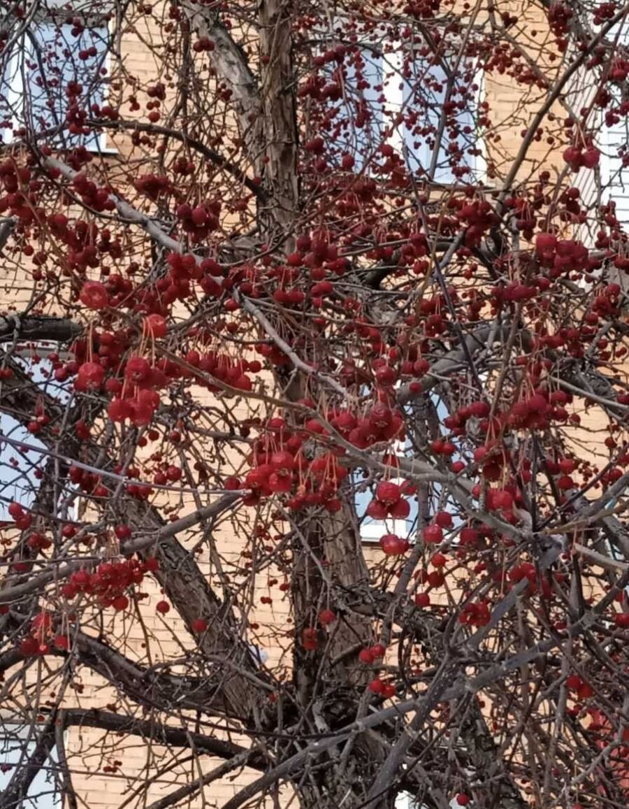 В некоторых районах Бийска можно встретить полностью сохранившиеся плоды на деревьях, которые птицы не съели
