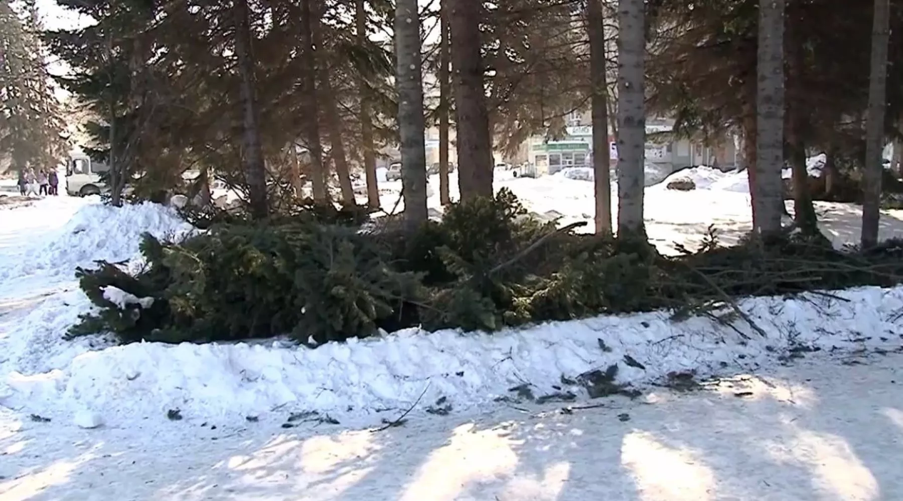 Обрезка елей на Петровском бульваре