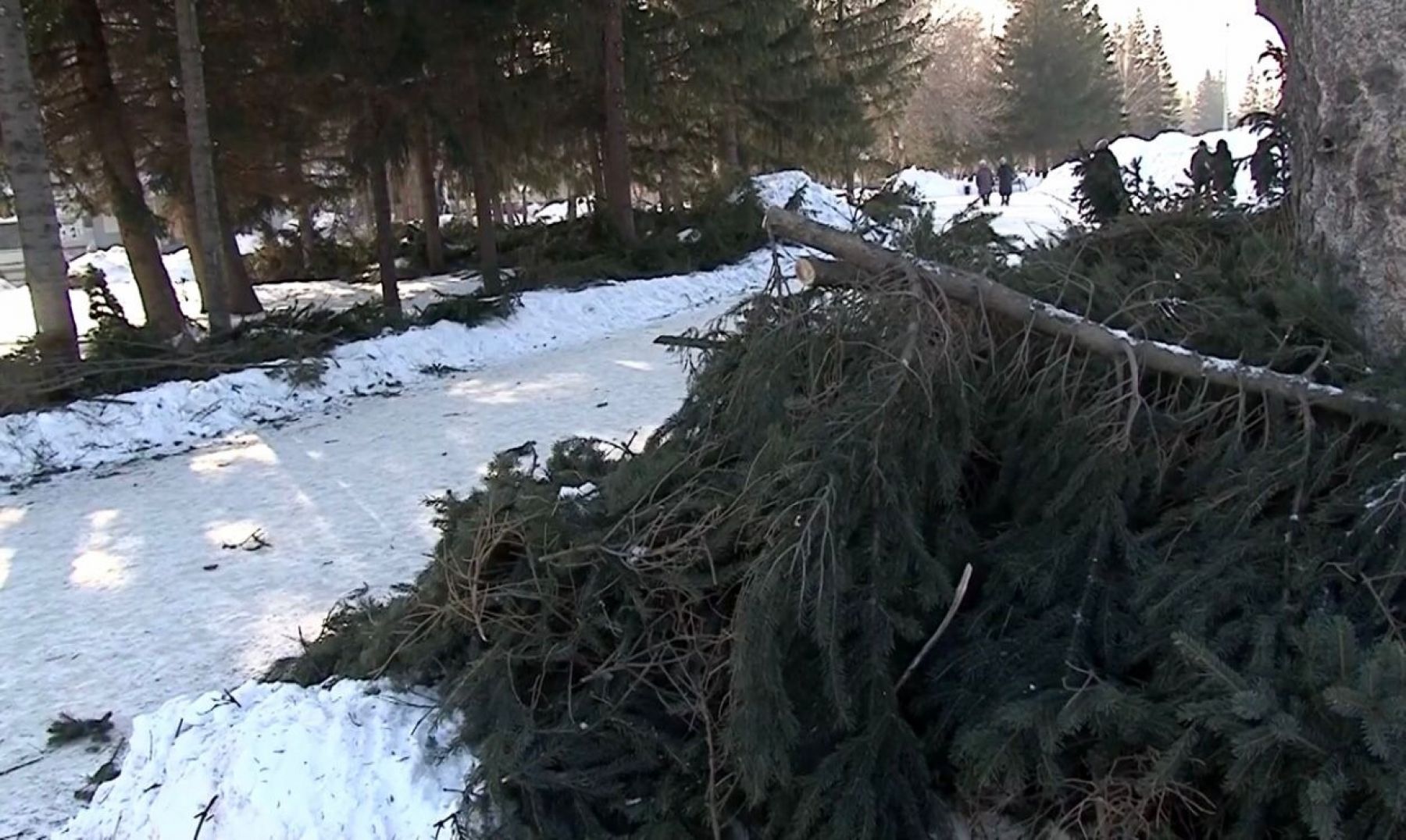 Обрезка елей на Петровском бульваре