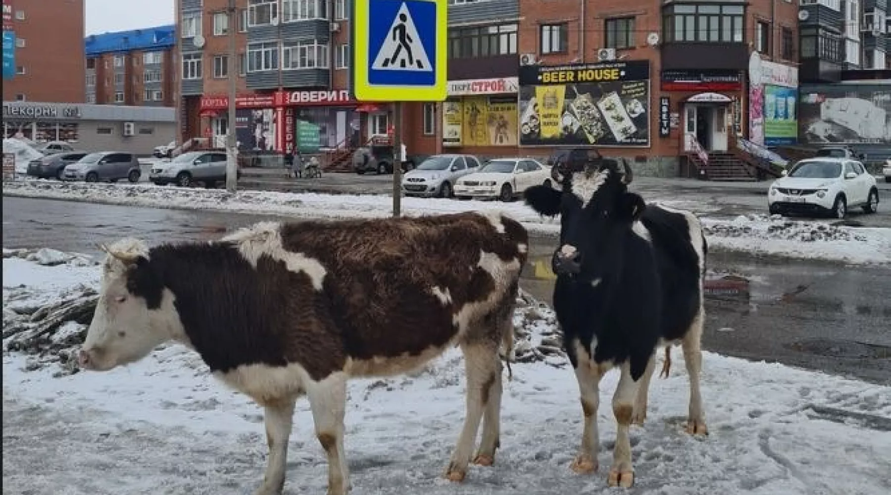 Коровы в Бийске 