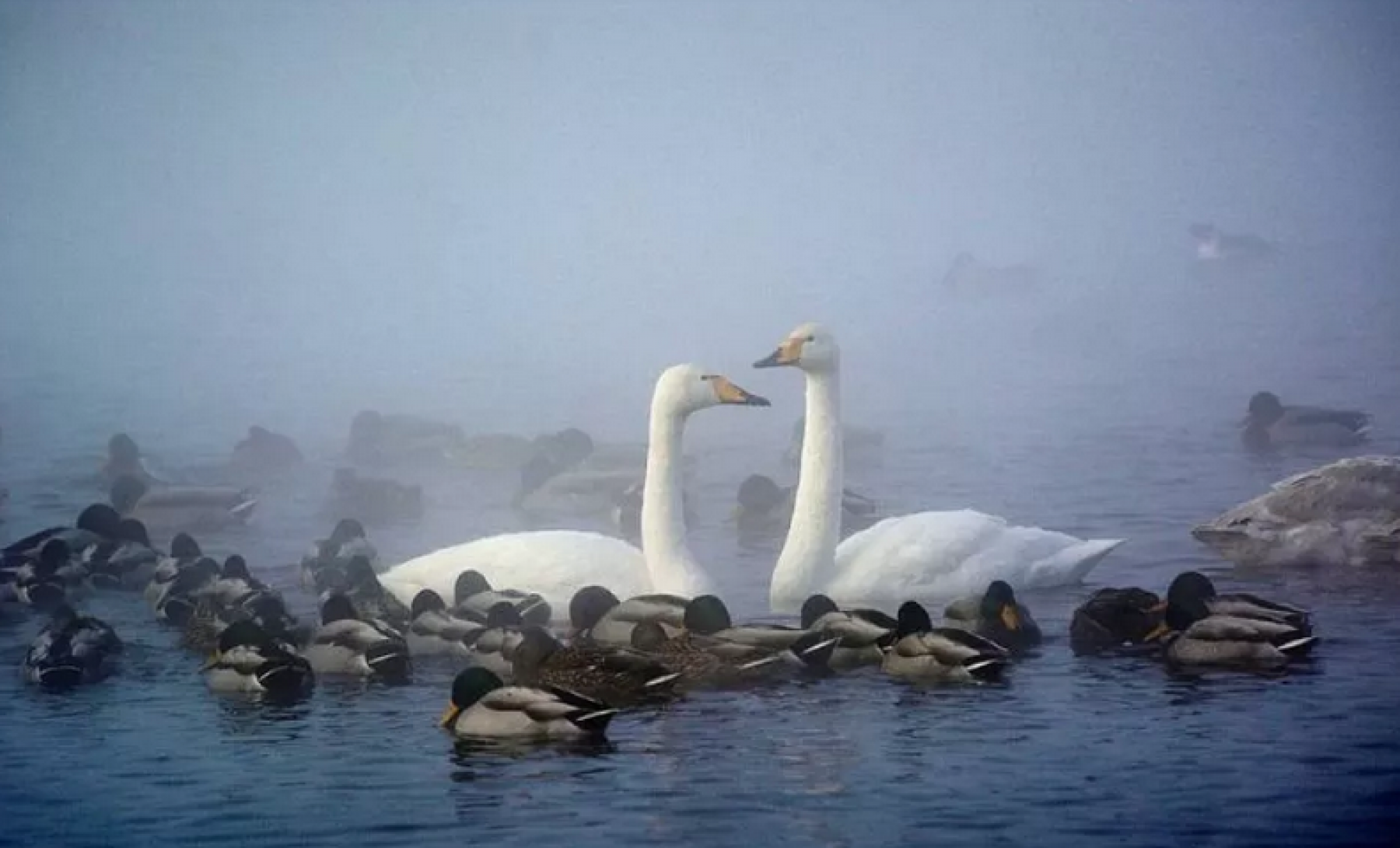 Озеро Светлое