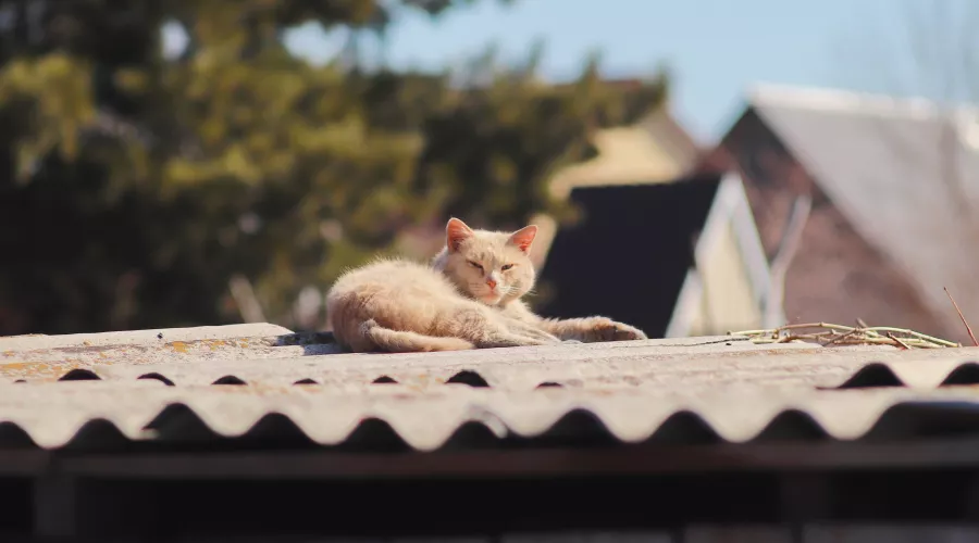 Кот. Кот на крыше. Солнце. Тепло. Весна