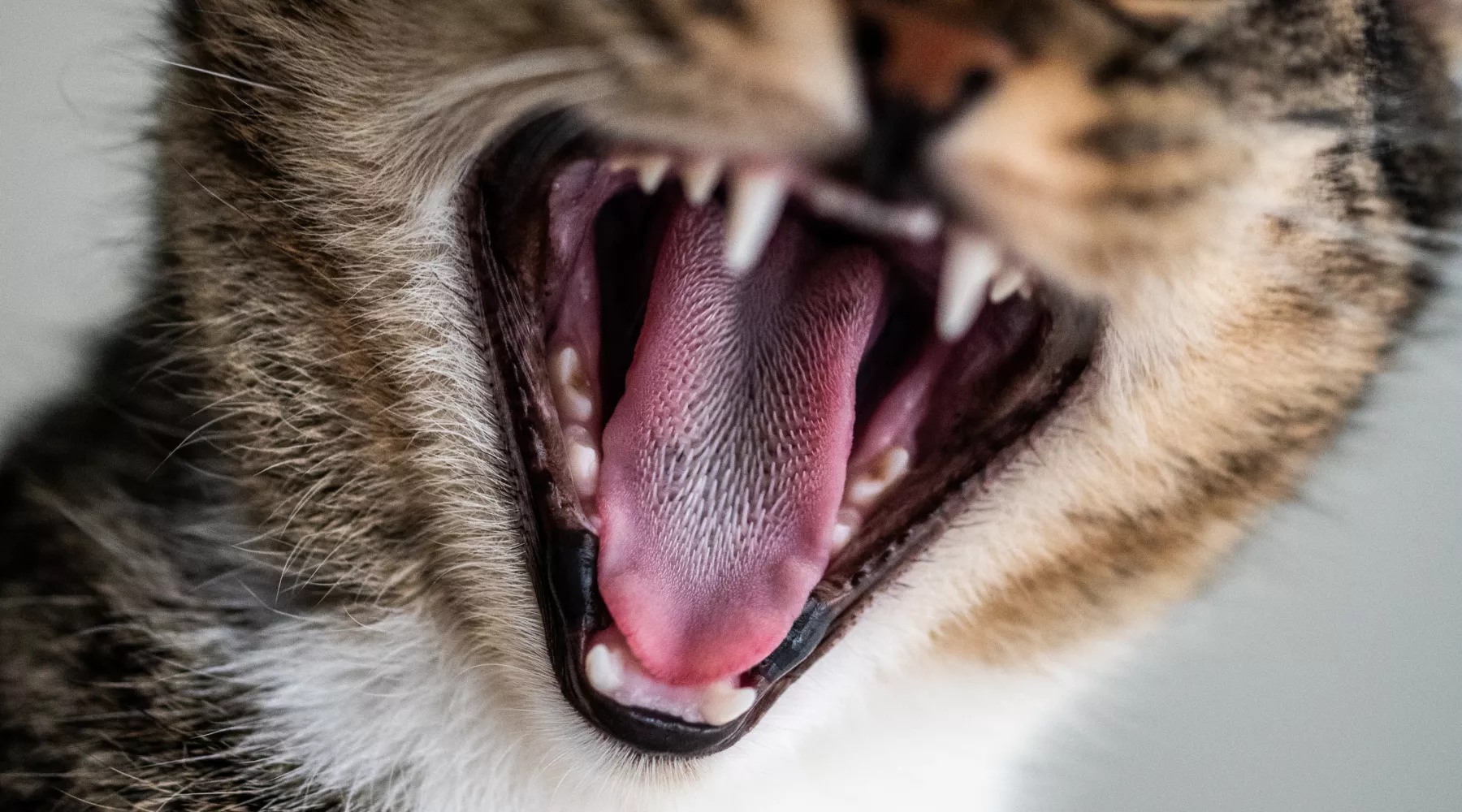 Кот. Зубы. Бешенство