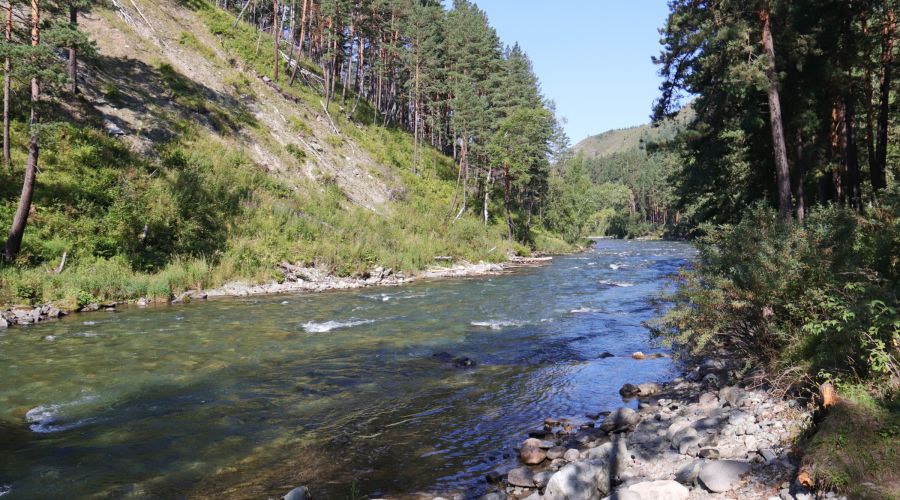 Вода в катуни в бийске сегодня. Катунь в июне. Купание в Катуни. Купаются ли в Катуни.