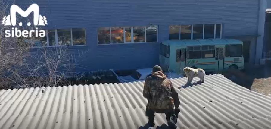 Собака на крыше 