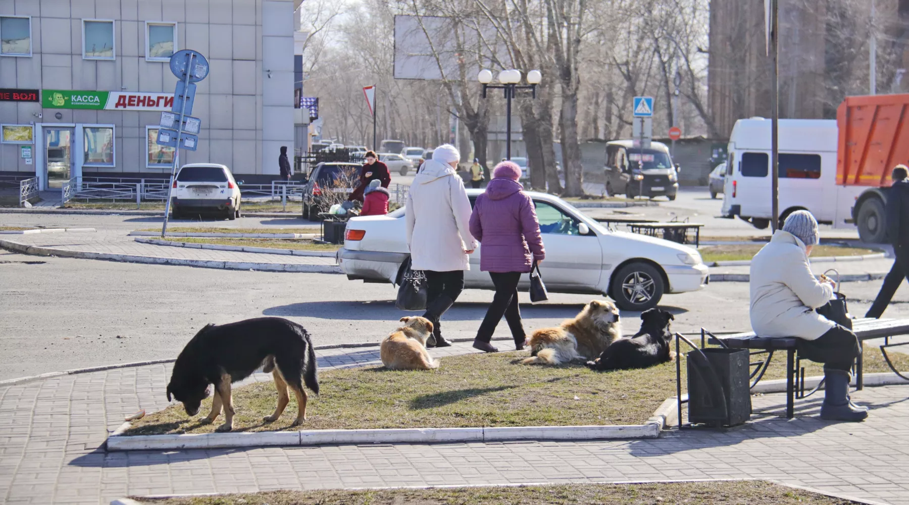 Бродячие собаки. Весна.