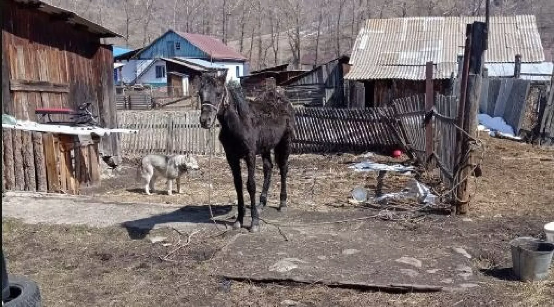 Спасение лошади