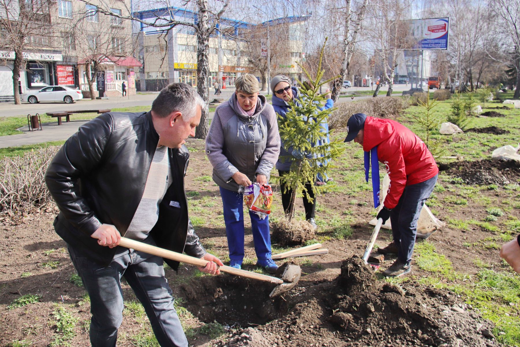 Высадка елей на Петровском бульваре