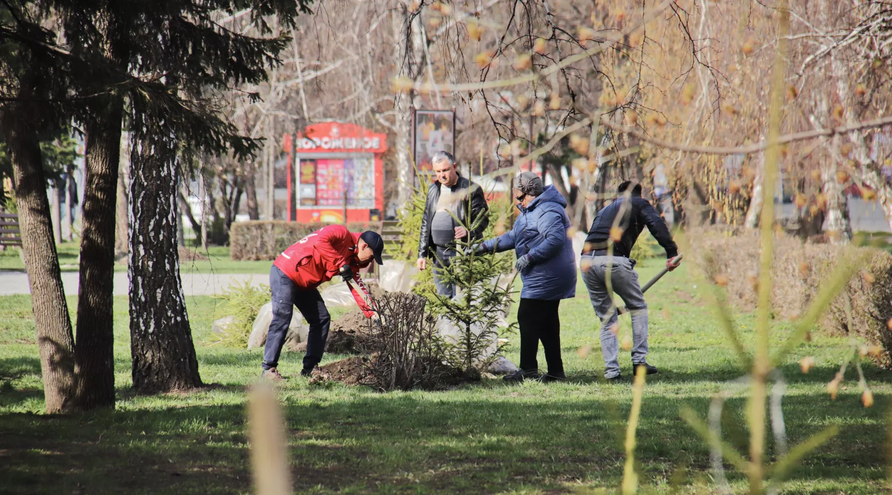 Высадка елей на Петровском бульваре