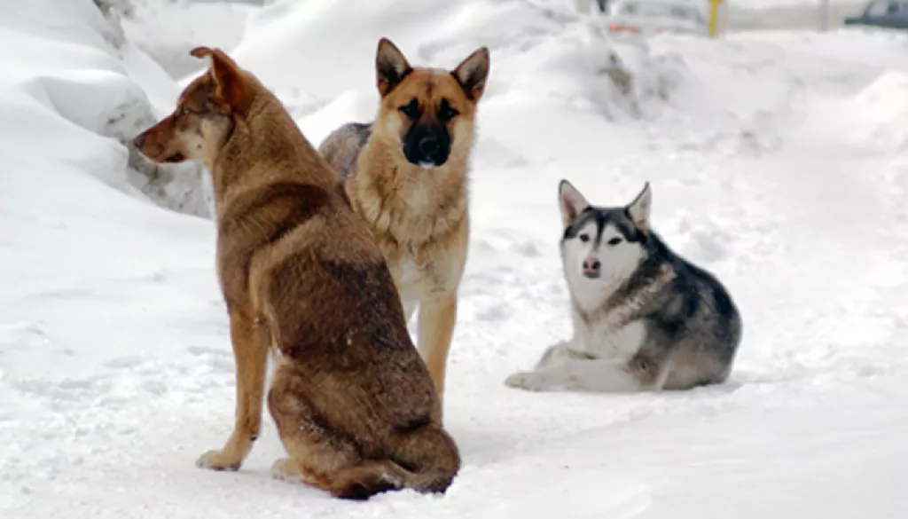 В СК возбудили уголовное дело по факту нападения собак на ребенка в Бийске - Информационный портал "Бийский рабочий", 09.11.2025