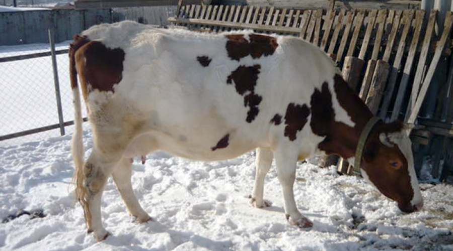 Алтайская корова купить. Стельная корова. Корова стельная дойная. Алтайские коровы. Корова в сарае зимой.