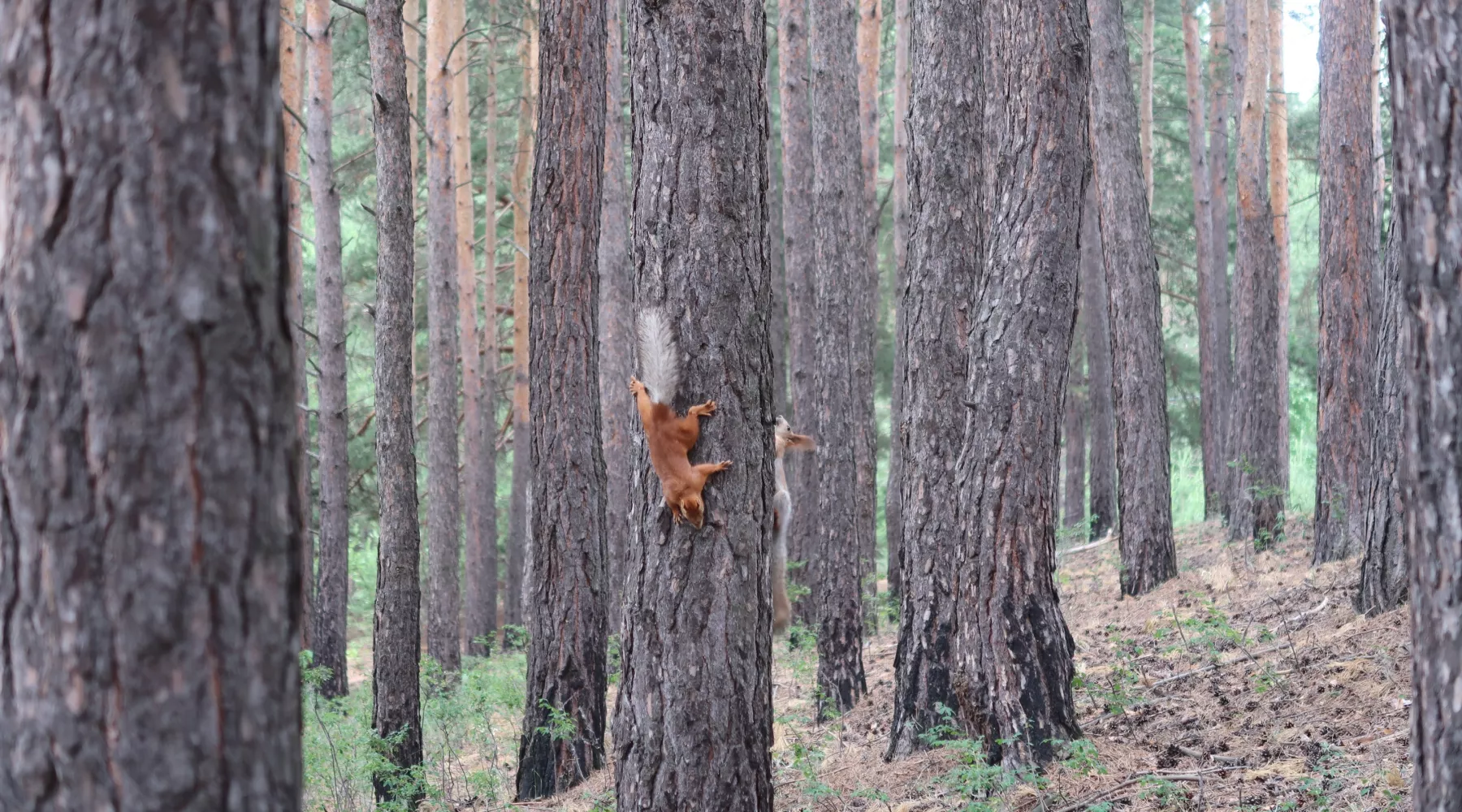 Лес на АБ. Белочка.