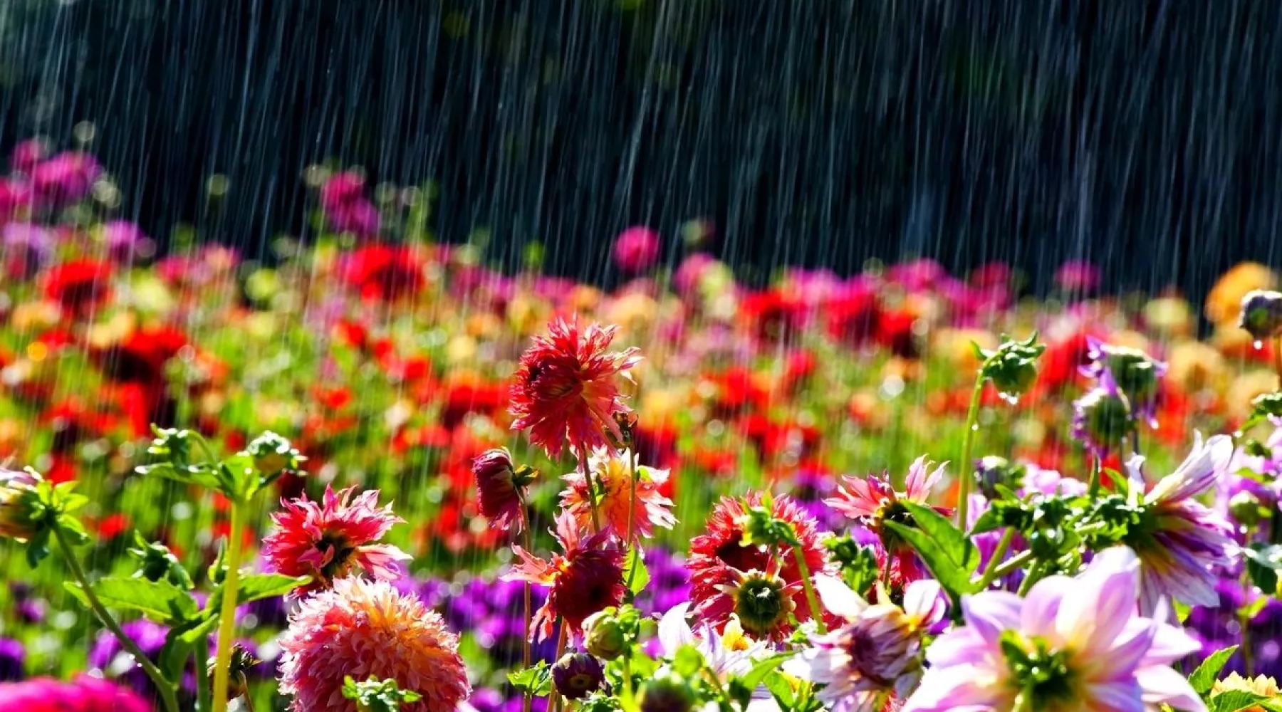 Август. Летний дождь. Цветы под дождем
