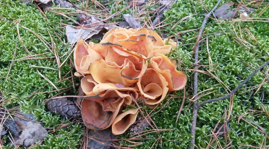 Мужчина нашел странный, но симпатичный гриб в лесу на Алтае.