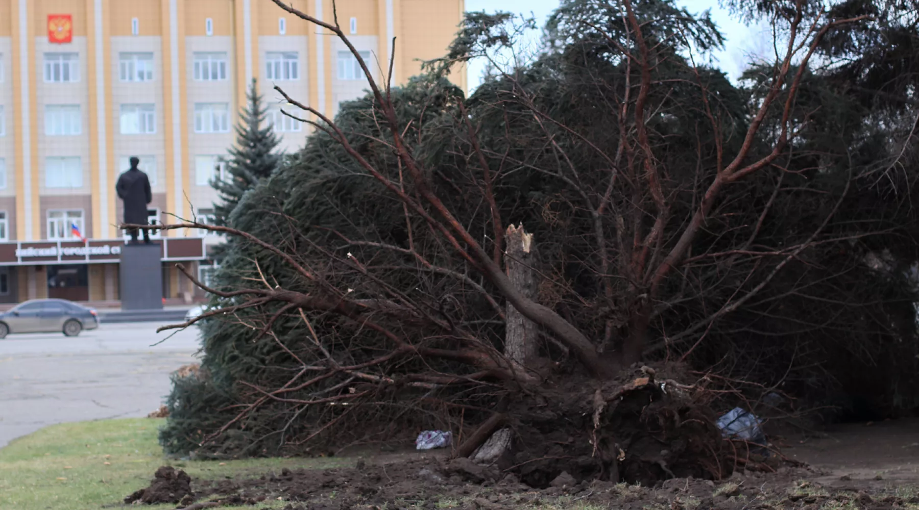 Последствия урагана. Повалено дерево.