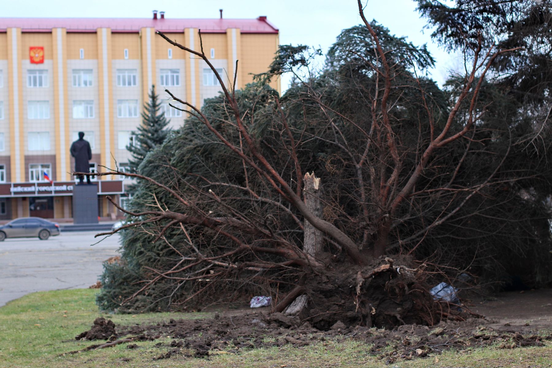 Ели на Петровском бульваре. 