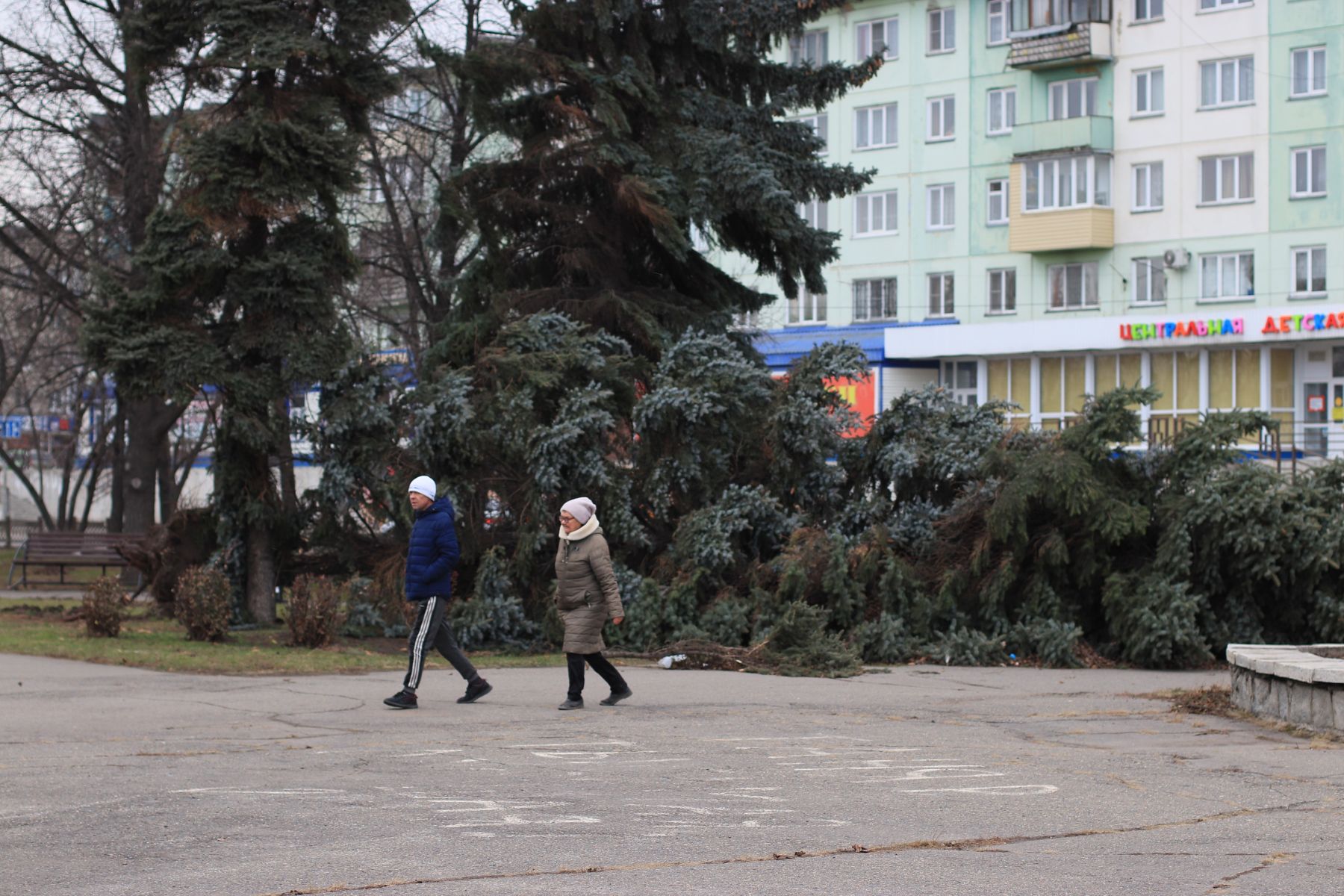 Ели на Петровском бульваре. 