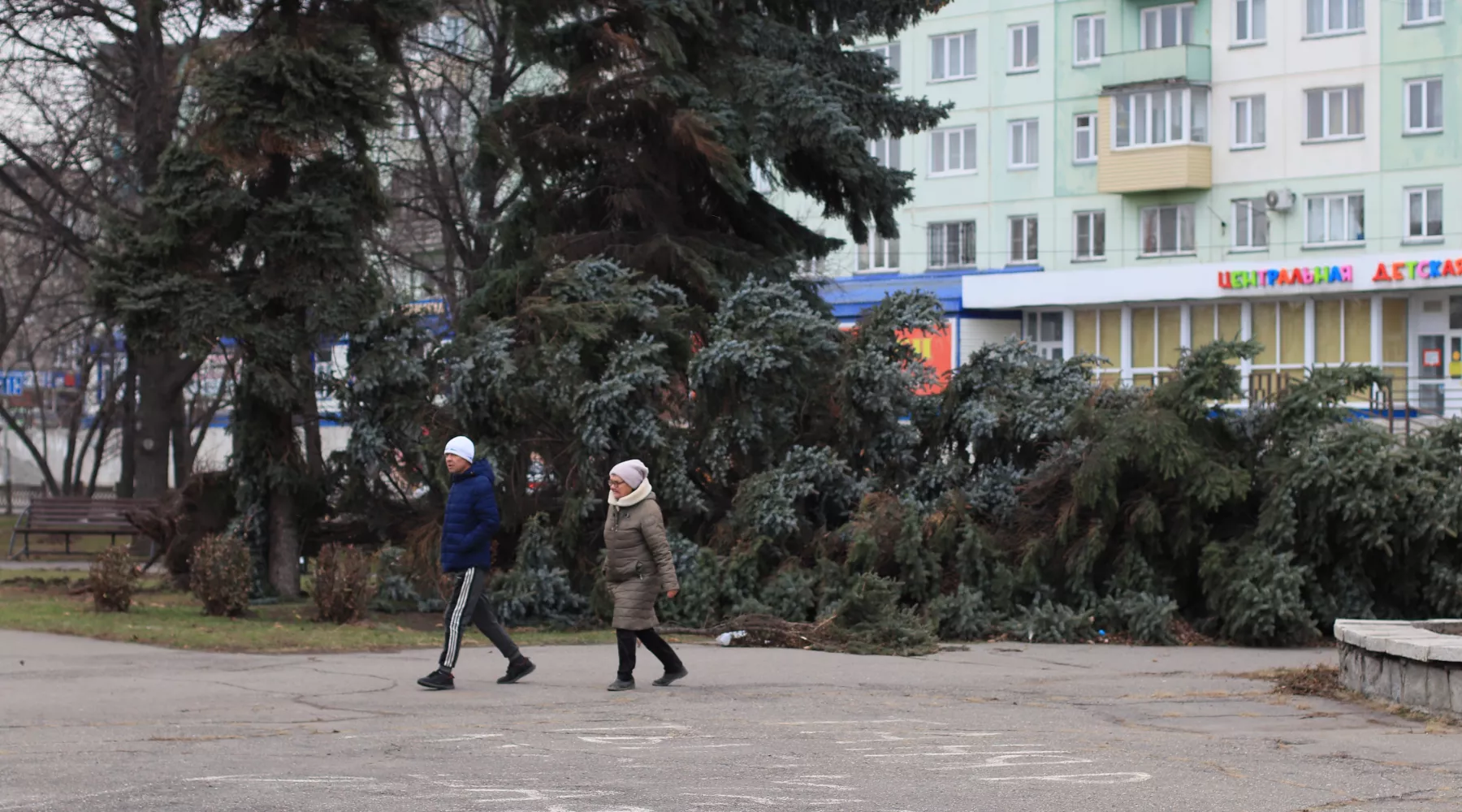 Ели на Петровском бульваре. 